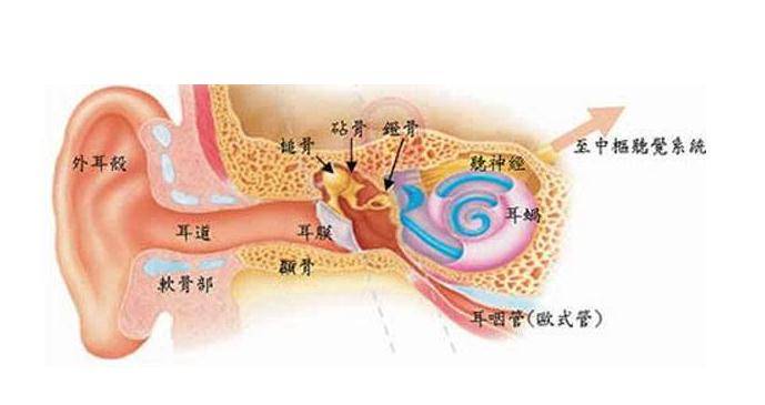 耳部乳突解剖图图片