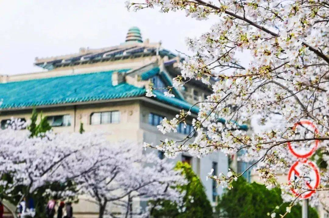 2021年武汉大学看樱花怎么预约，详细攻略在这里！