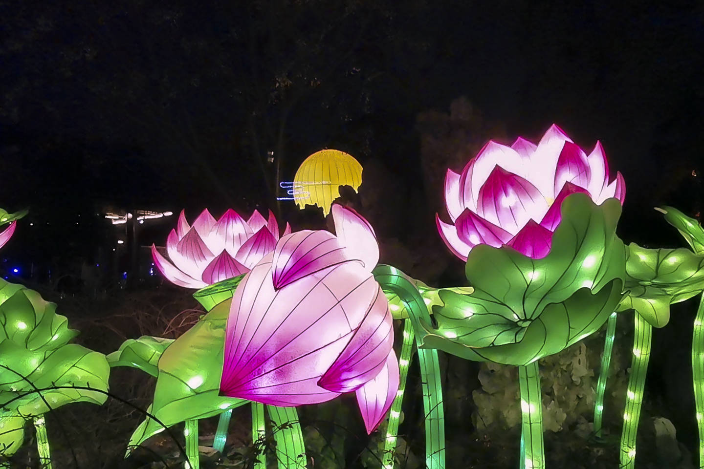 南京白鹭洲公园元宵节荷花灯光影交织流光溢彩