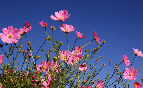 3月10号开始 4属相喜鹊来报喜 开门大吉 财源滚滚 生活顺心