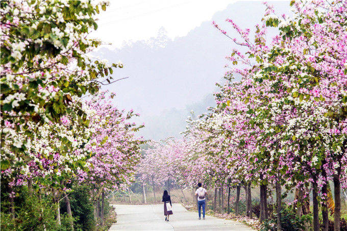 佛山南丹山有条紫荆花大道，这是一条通往春天的花香大道