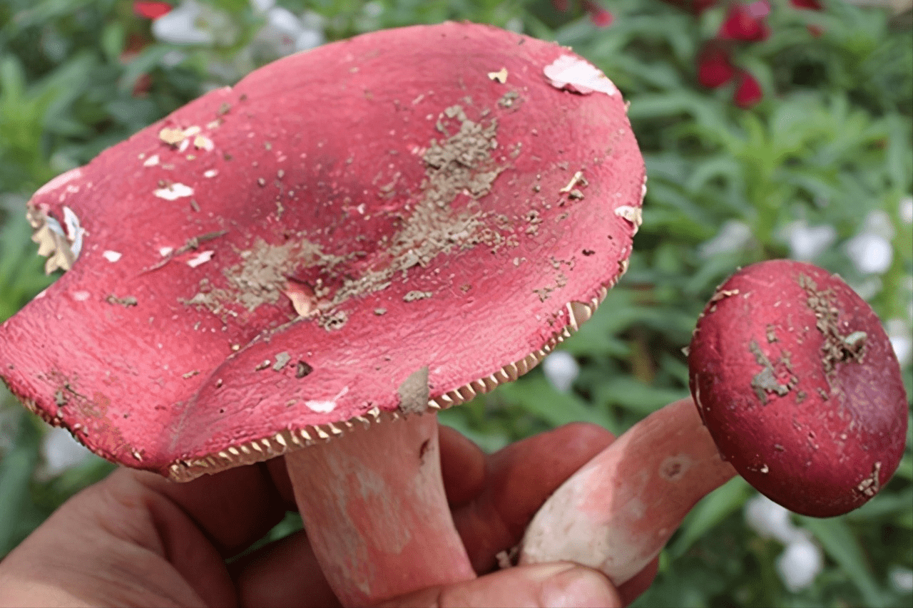 这种野生菌的名称叫做红椎菌,它喜欢温度湿度都高的环境,在我们家乡