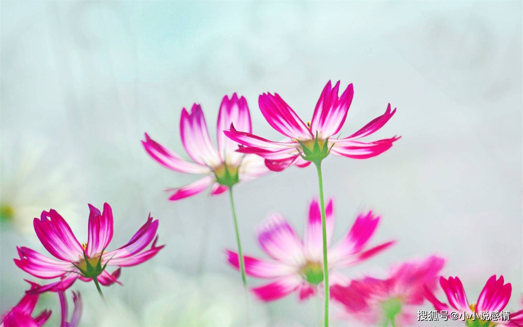 桃花贵人口诀_桃花贵人纹
