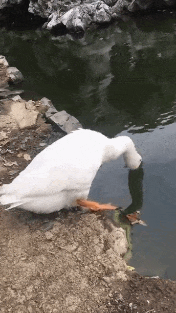 图片[1]-GIF搞笑段子：这才是真正的旱鸭子吧，差点都被淹死了！-妖次元