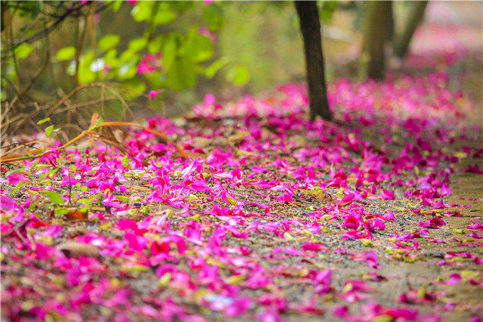 佛山南丹山有条紫荆花大道，这是一条通往春天的花香大道