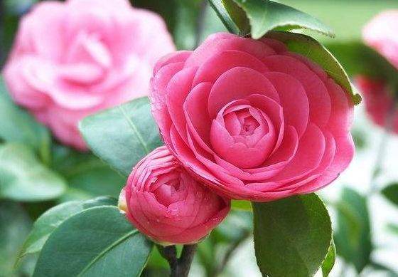 如何修剪茶花最好 e195d517ce174d1db192dacd39312cf7.jpeg