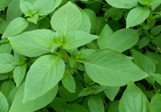 它的香气浓郁,城里10元1斤,路边偶遇到别不懂,春季吃最鲜嫩_荆芥