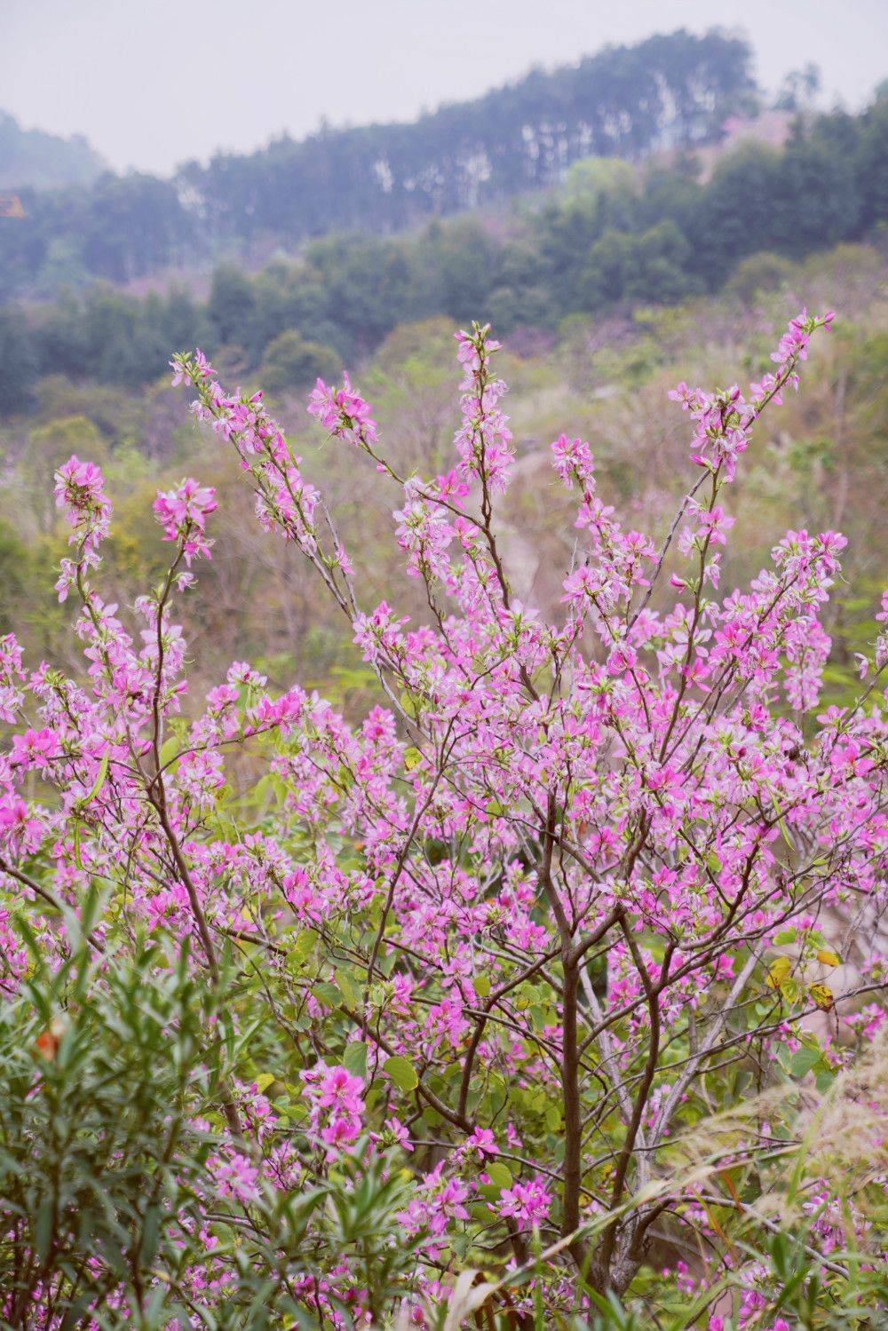 广州周边赏花地，隐藏在城中的花海，小众免费好去处