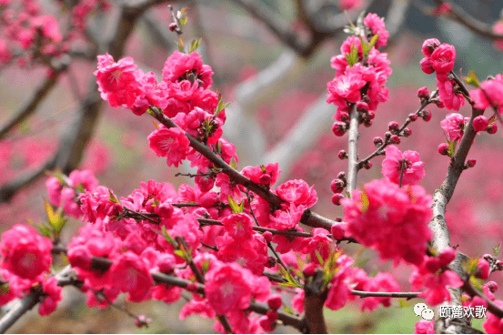 本周六3月13日 来歌乐山看桃花仙子 黄花园