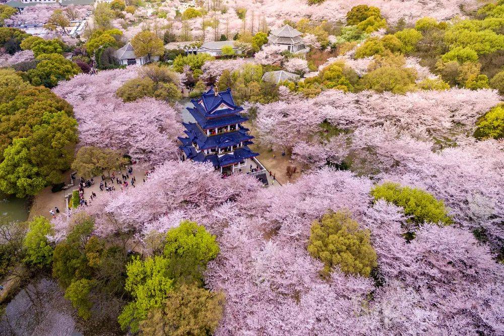 《2021无锡赏樱花攻略》，不去武汉大学就去鼋头渚看樱花！