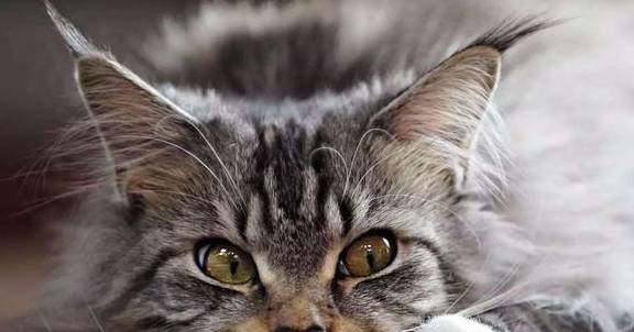 小猫的视频大全大型 87ec7b9326fc491c95a210f58f141136.jpeg