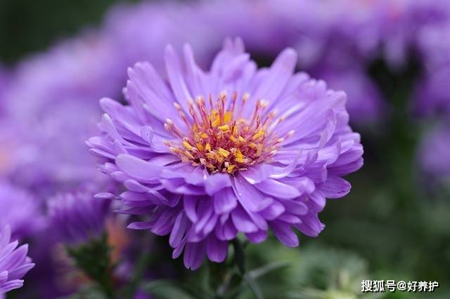 紫菀 花期长达6个月 庭院种几株 美翻一整年 翠菊