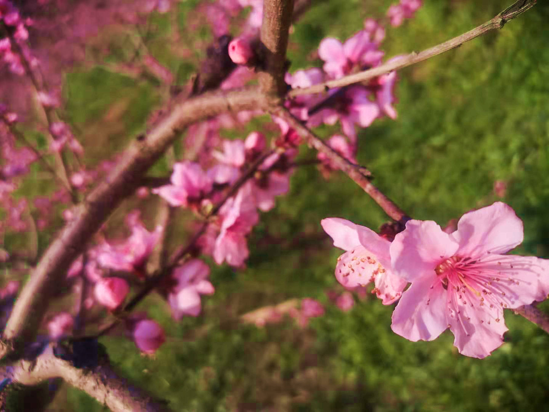 实拍广元最美春天，桃花朵朵开，你想和谁一起去看桃花吗？