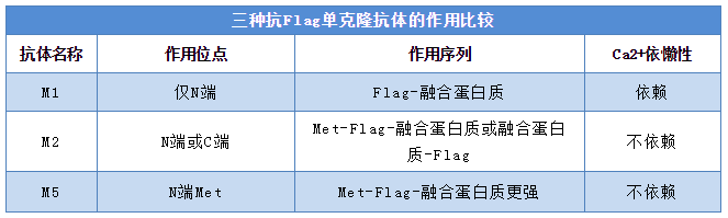 应用于融合蛋白的纯化和检测:抗flag融合标签抗体与目的蛋白的特异性