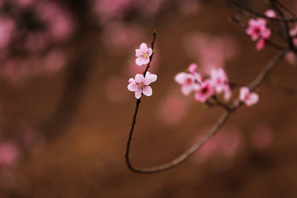 三月桃花开简谱_三月桃花开(2)