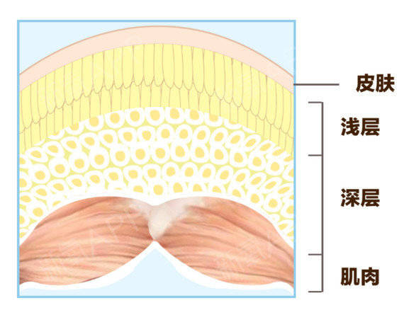 是什么原因?_脂肪