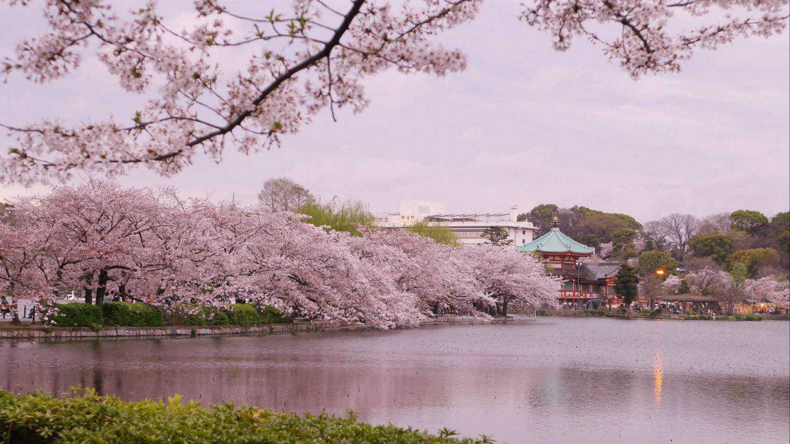 东京奥运会或每天接待2000海外游客，樱花手办美景应有尽有