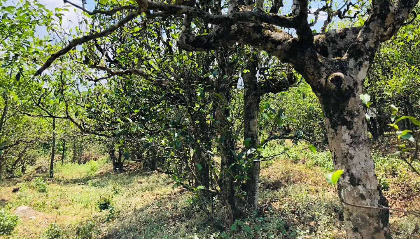 树是从哪里来的呀 b764e8f24d564f01b00e4253304926bf.jpeg