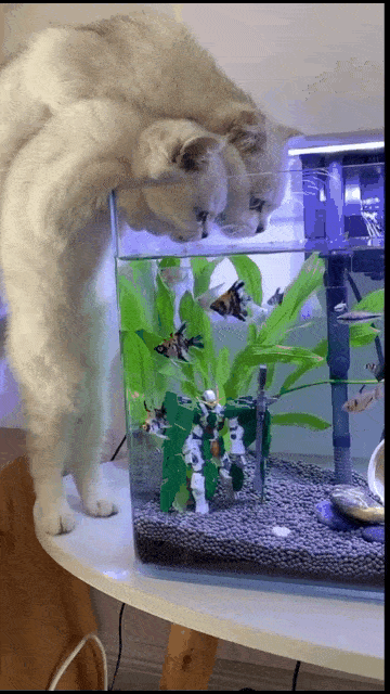 图片[1]-GIF搞笑段子 ：猫：嗝……兄弟我实在喝不下了，这鱼我不想吃了。-妖次元