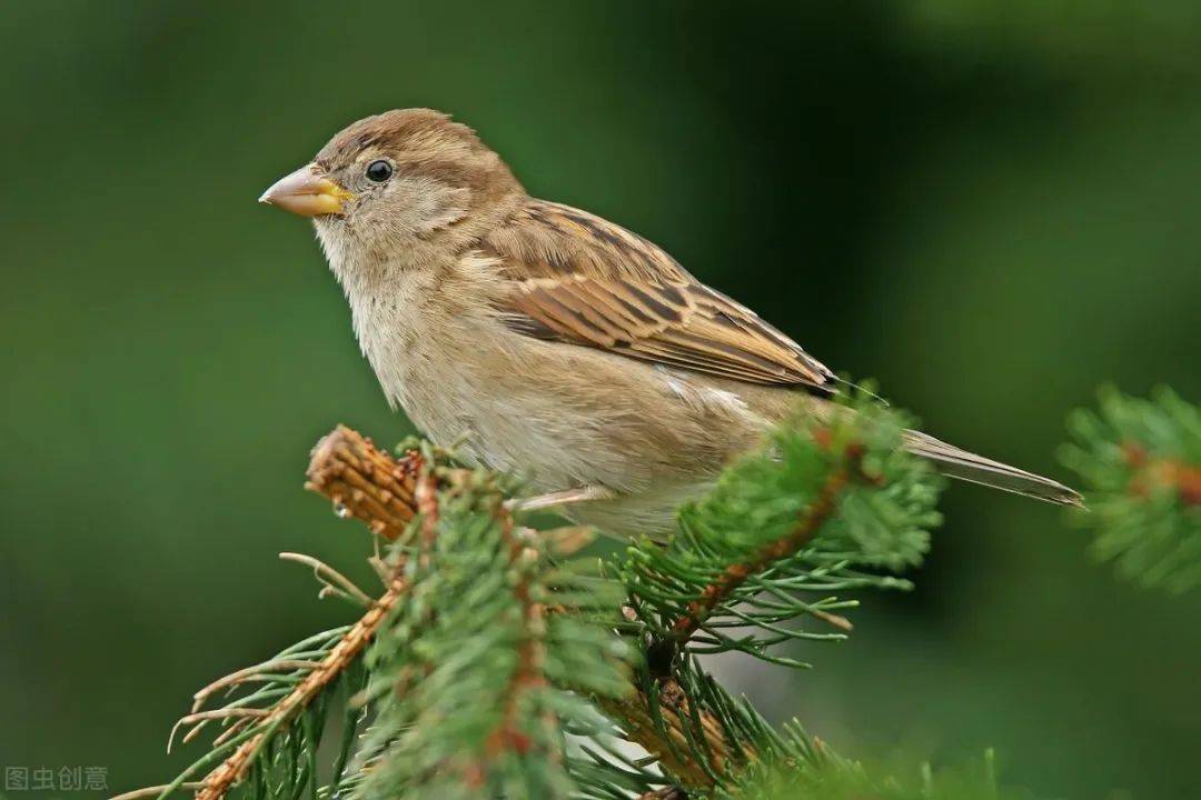 现在常见的麻雀竟然是 进口货 那么之前的本地麻雀去哪了 蚊子