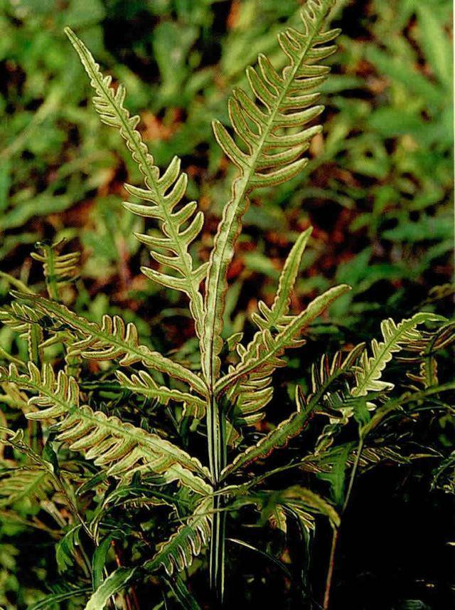 凤尾蕨是一种被低估的野草,它株型漂亮,还可以制作成盆栽_叶子