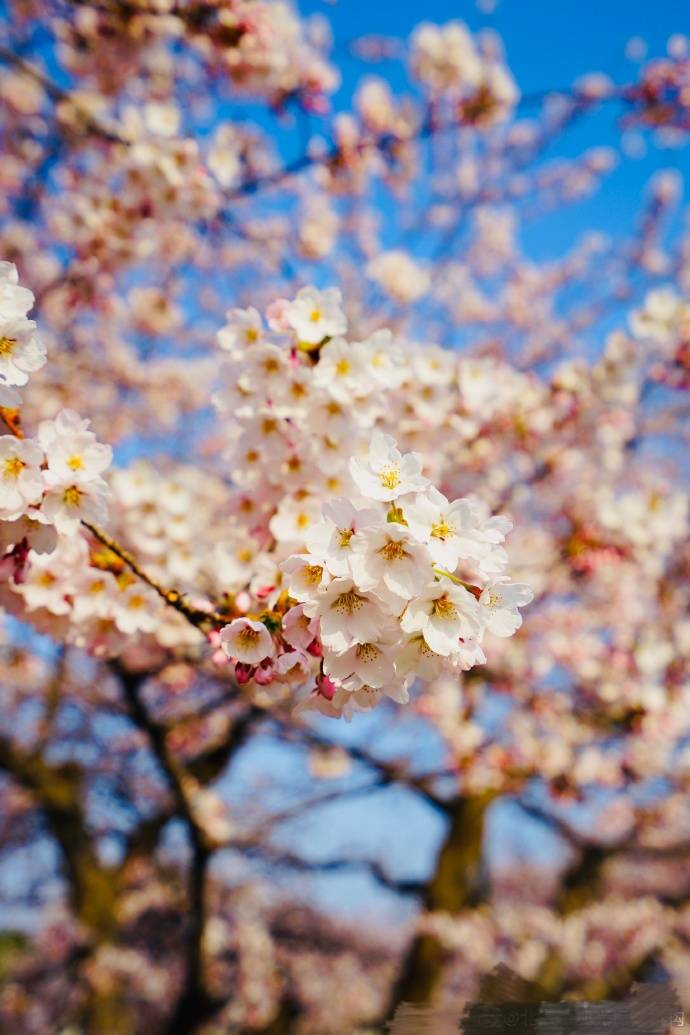令人怀念的北海道樱花就要盛开了