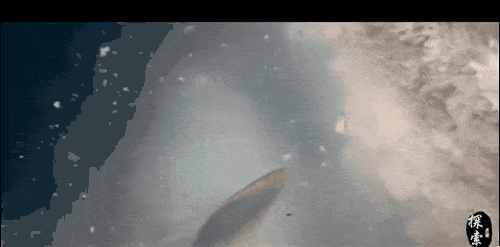 鲸鱼壁纸动态图片