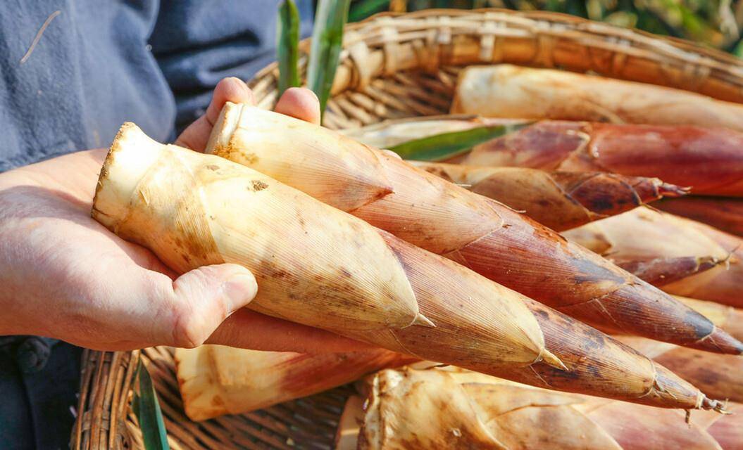 什么样的笋干好 77943d32f4a845ea93a6e97d37693444.jpeg