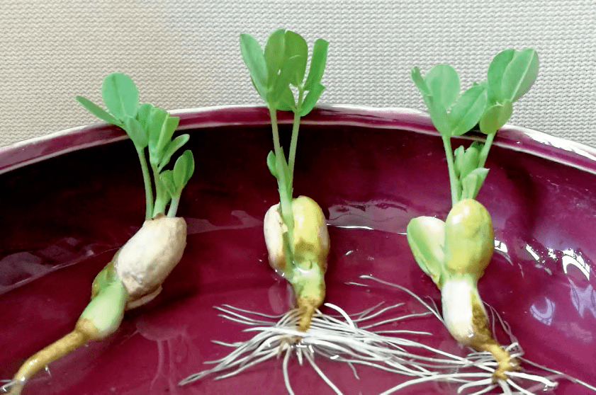 花生的别样用途 河沙