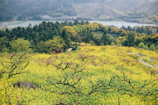 湖州赏油菜花胜地，漫山遍野金黄色，当地人的春游好去处