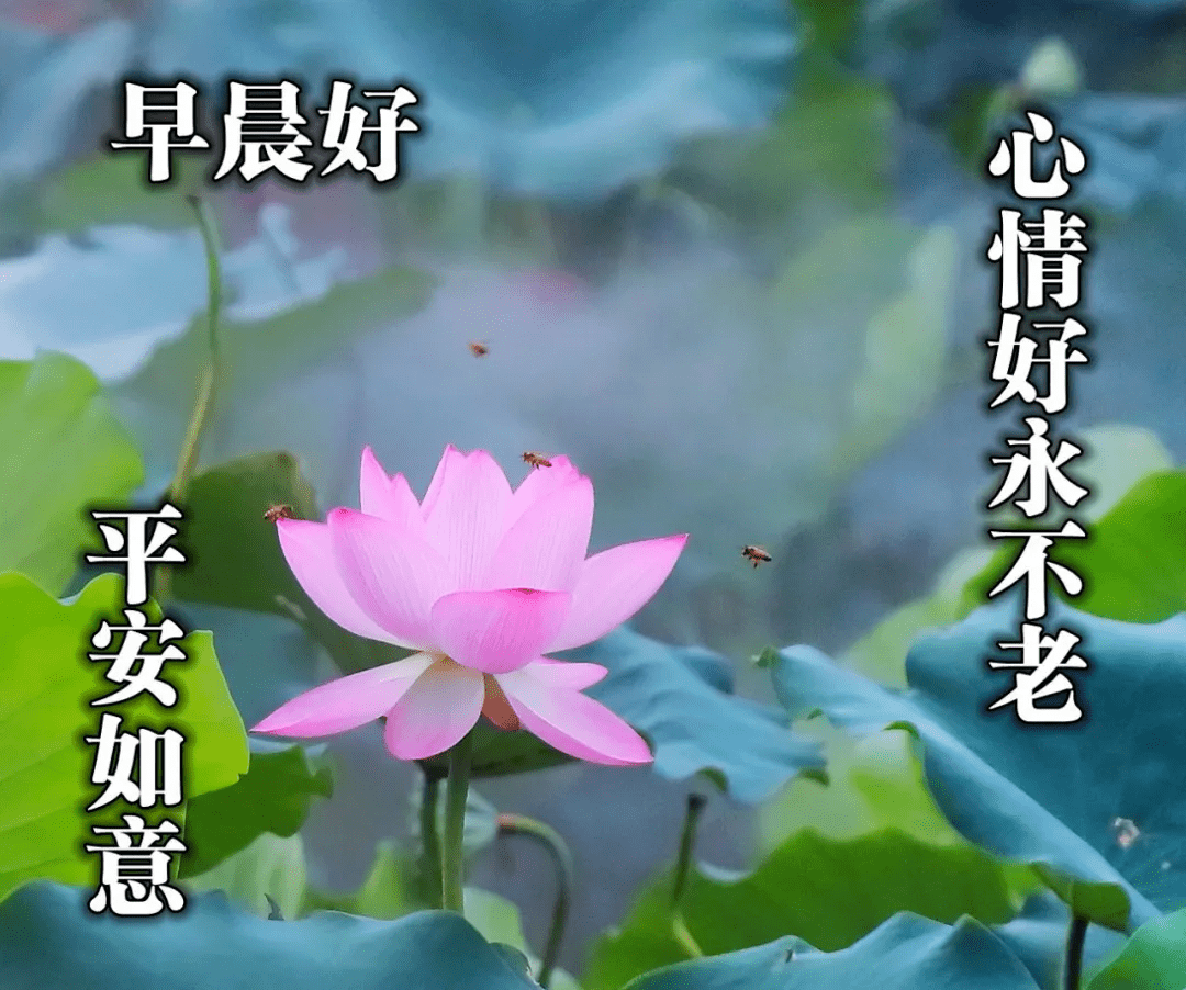 原創早上好的祝福表情帶鮮花,早晨好祝福語圖片大全