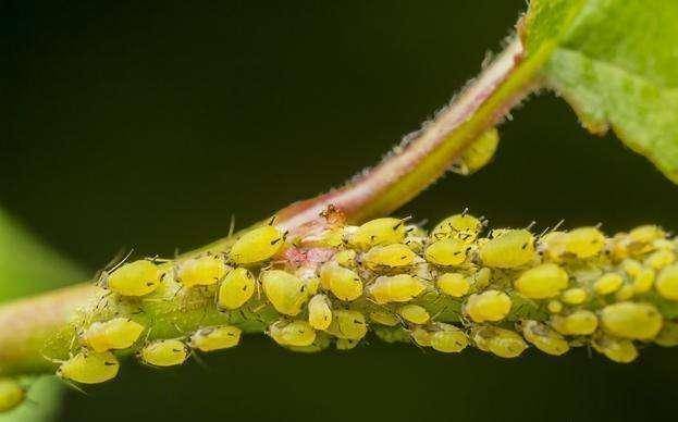 养了月季全是蚜虫不用买除虫药自己在家就能做
