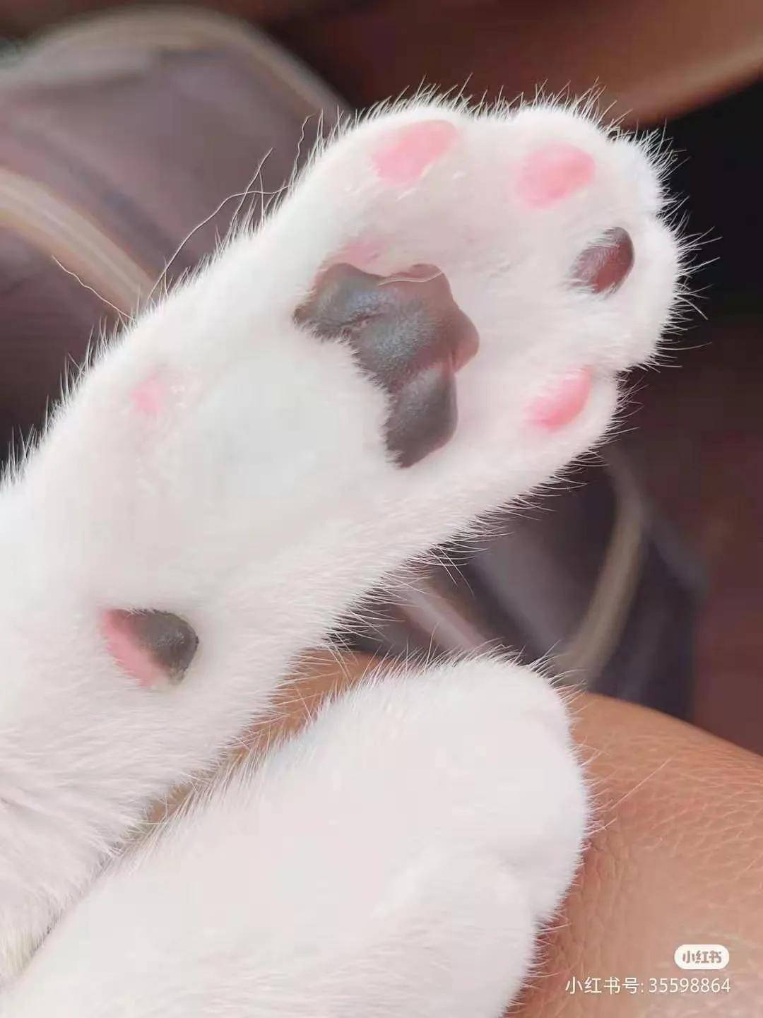 原创养了一只搓脚大汉猫分分钟被笑出内伤哈哈哈