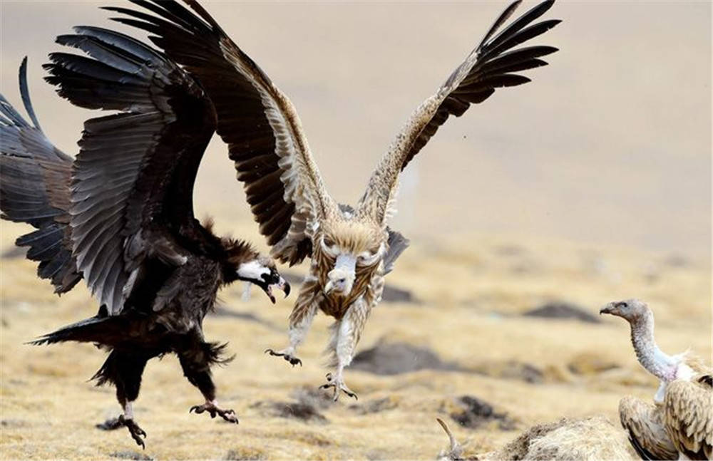 宁夏发现秃鹫与同伴争食受伤,被小伙子救起,伤好后却不愿离开