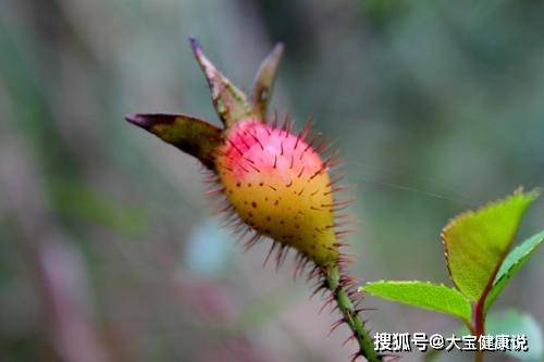 原創在山上見到這種野果一定要摘回來它有很多的營養價值