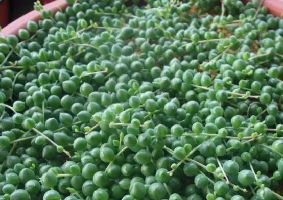 如何配置多肉植物的土壤 景天科