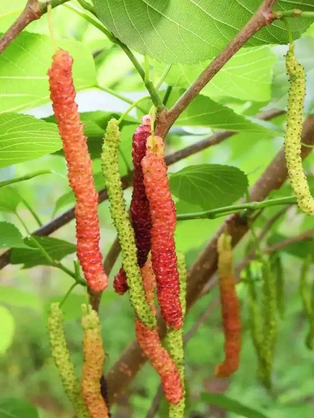 桑果任摘睇世外桃源还能叹农家菜就在佛山