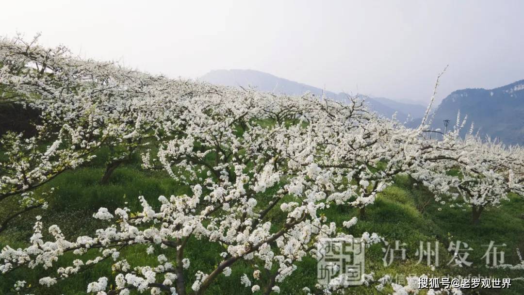 古蔺酒乡花谷图片