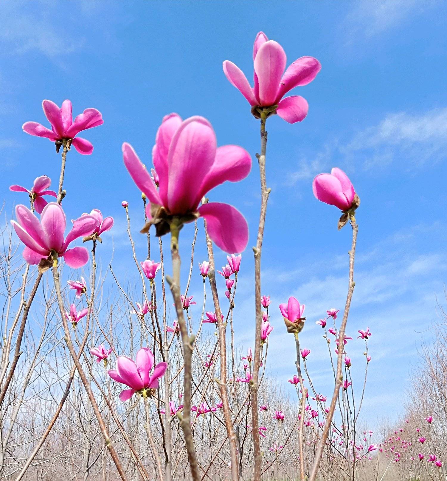 双生花是什么能力 dfbca3eabc5a4029b9e02334007bf855.jpeg
