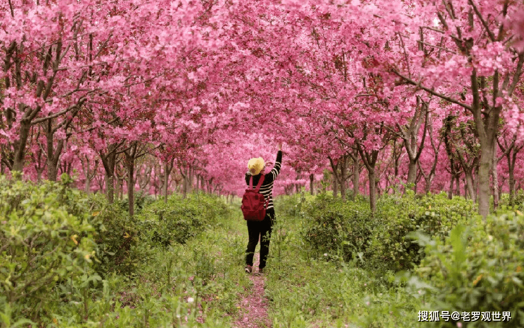 品種:2-4月,海棠,櫻花,梅花尖山湖逸趣園地址:合肥市巢湖市尖山村小