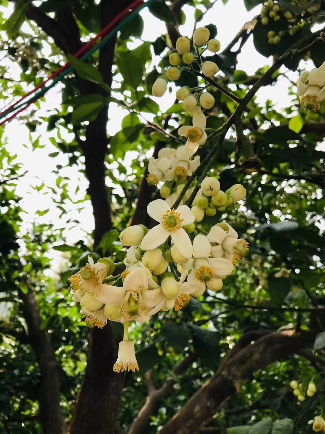 不負春光蒲蘆洲邀您一起賞柚花