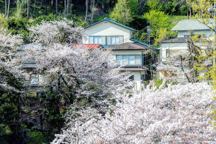 不负春光！樱花与少年，东京周边日系元素满满的超小众赏樱秘境