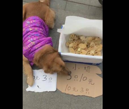 主人讓狗狗幫賣小雞，10元3隻小雞，竟不怕監守自盜！ 萌趣萌寵 第4张
