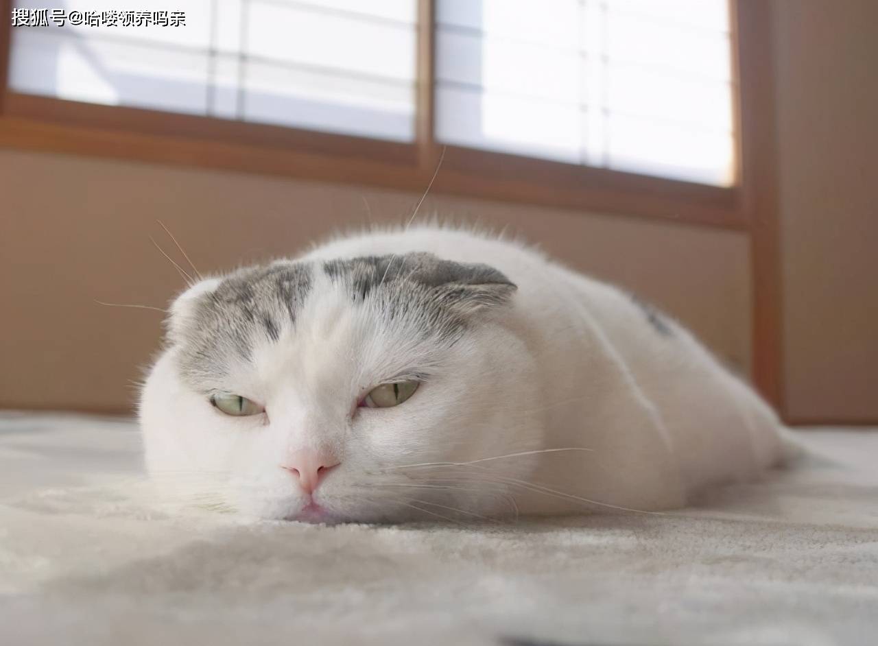 猫咪会护主吗？有对象的铲屎官，快看看猫咪为了你都做了些什么_地位