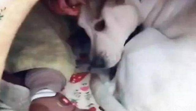 讓狗狗帶著孩子玩兒，可玩著玩著，孩子就不見了！ 萌趣萌寵 第3张