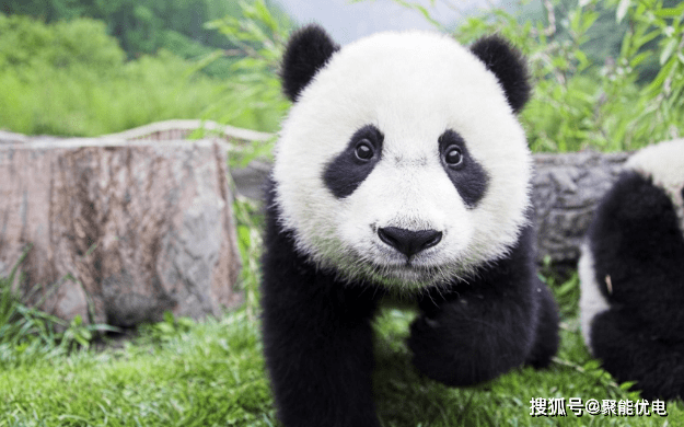 历史上的今天｜“熊猫之乡”卧龙自然保护区建立