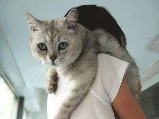 抱猫猫好不好