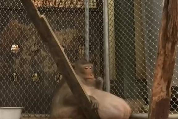 动物园偶遇怀孕猴子，可靠近一看，却令游客收起了食物！
