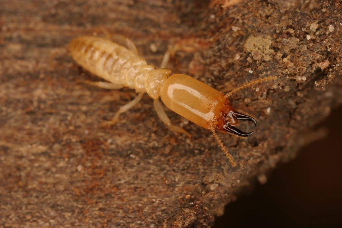 建筑工地招白蚁的原因