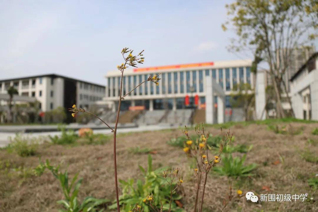 校园春色关不住,争芳斗艳惹人醉_新中